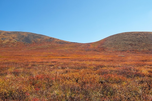 Paesaggio di montagna minimalista e colorato con una collina alla luce del sole dorata in autunno in colori pastello Altopiano con una betulla nana di colore rosso della montagna illuminata dal sole