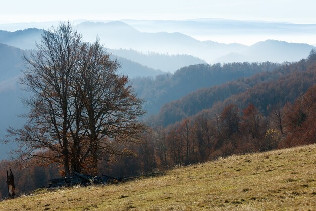 Paesaggio di montagna nebbioso autunno con foresta sul pendio.