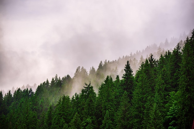 Paesaggio di montagna nebbioso nebbioso con foresta di abeti e copyspace in stile vintage retrò hipster