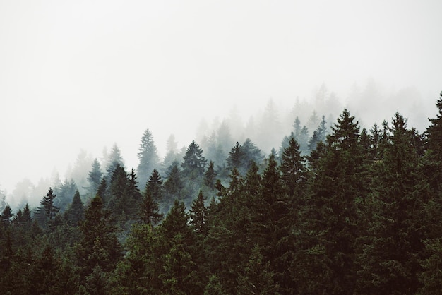 Paesaggio di montagna nebbioso nebbioso con foresta di abeti e copyspace in stile vintage retrò hipster