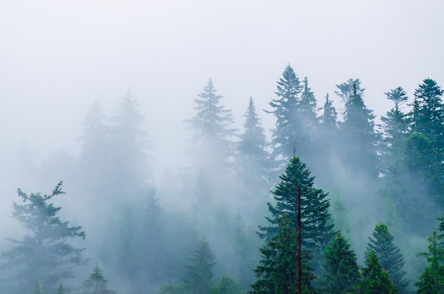 Paesaggio di montagna nebbioso nebbioso con foresta di abeti in stile retrò vintage hipster