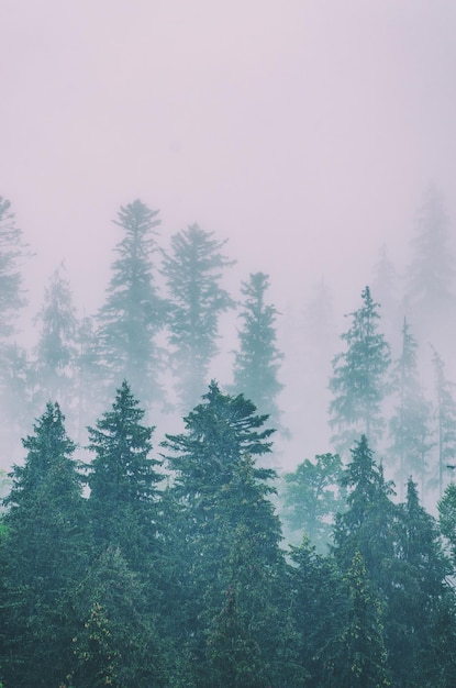 Paesaggio di montagna nebbioso nebbioso con foresta di abeti in stile retrò vintage hipster