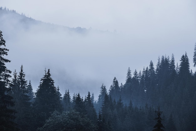 Paesaggio di montagna nebbioso nebbioso con foresta di abeti in stile retrò vintage hipster