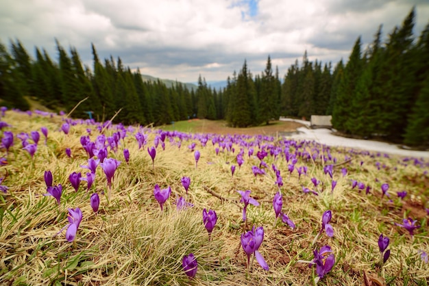 Paesaggio di montagna primaverile con crochi viola che fioriscono sul prato. La foresta verde e le nuvole sono sullo sfondo