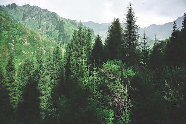 Paesaggio di montagna verde estivo in Kazakistan Almaty, natura, foresta e cielo