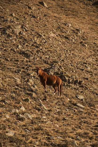 paesaggio di montagna