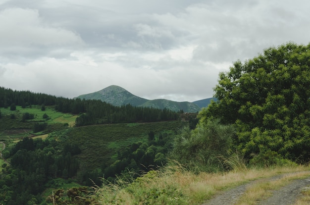 Paesaggio di montagne e alberi.