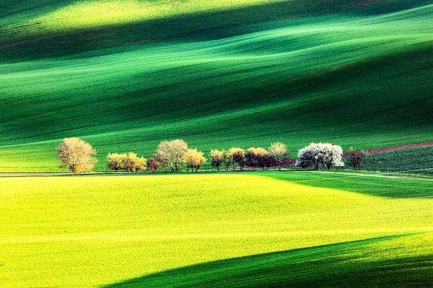 Paesaggio di natura rurale primaverile con alberi in fiore in fiore su dolci colline ondulate verdi. Incredibile luce della sera al tramonto. Moravia meridionale, Repubblica Ceca.