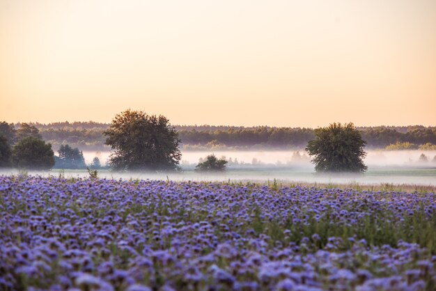 Paesaggio di nebbia mattutina nella valle vicino a un campo di fiori di phacelia