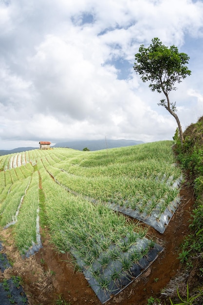 Paesaggio di orto terrazzato sulla collina