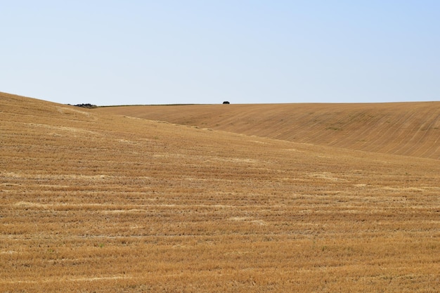 Paesaggio di paglia dopo il raccolto