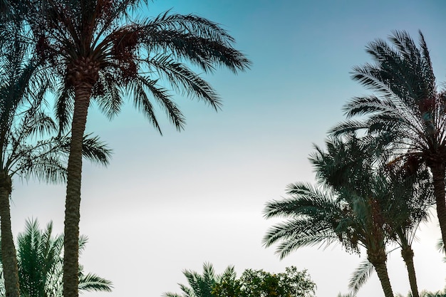 Paesaggio di palme da datteri sullo sfondo di un cielo al tramonto viola.