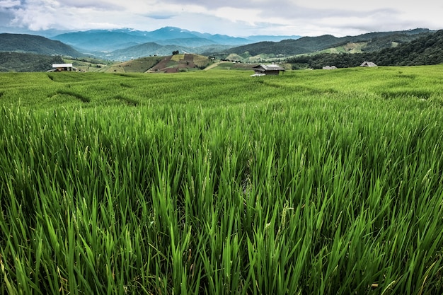 Paesaggio di panorama, campo di risaia verde con il cielo nuvoloso nel Nord della Tailandia