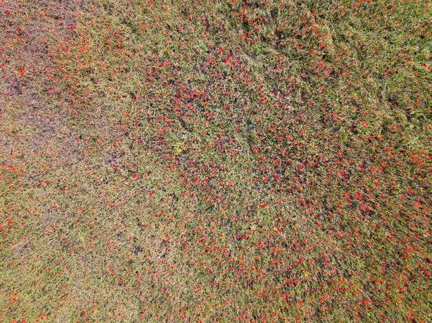 Paesaggio di panorama di vista aerea del campo del papavero