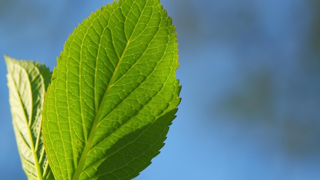 Paesaggio di piante verdi naturali utilizzando come sfondo la luce solare mattutina come sfondo verde naturale