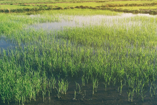 Paesaggio di piantine di riso e greenfield