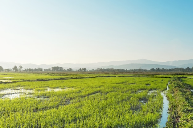 Paesaggio di piantine di riso e greenfield