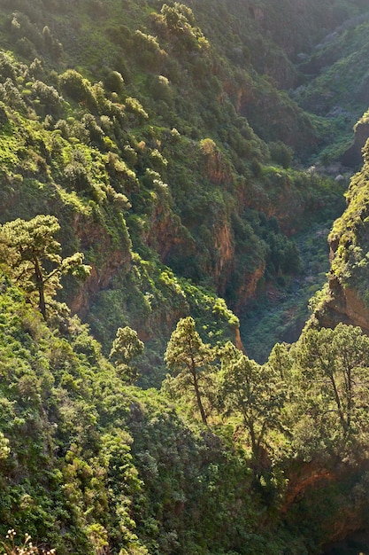 Paesaggio di pini nelle montagne di La Palma Isole Canarie Spagna Silvicoltura con vista su colline ricoperte di vegetazione verde e arbusti in estate Fogliame lussureggiante sulla cima della montagna e foresta