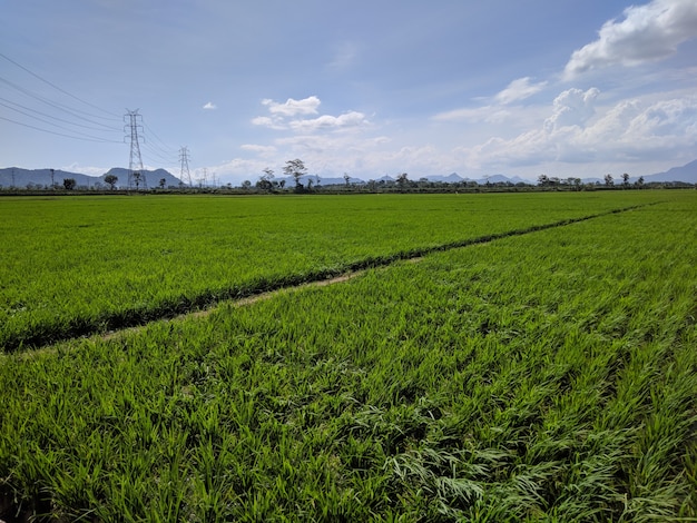 paesaggio di risaie con foto di cielo nuvoloso