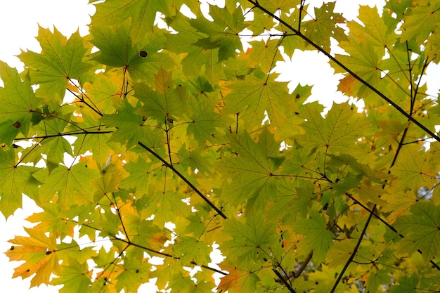 Paesaggio di sfondo autunnale Colore giallo albero giallo verde arancio fogliame foresta Autunno astratto