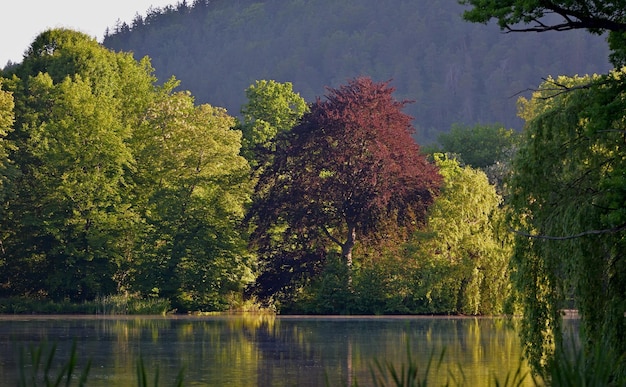 paesaggio di sfondo della natura con lago e alberi