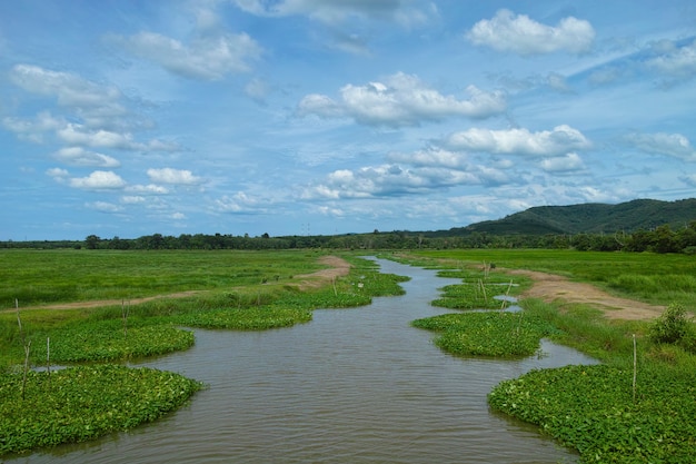 Paesaggio di terra verde