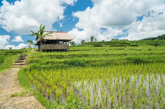 Paesaggio di terrazze di riso Jatiluwih a Bali Indonesia