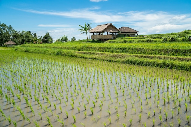 Paesaggio di terrazze di riso Jatiluwih a Bali Indonesia