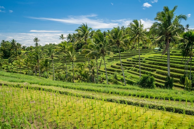 Paesaggio di terrazze di riso Jatiluwih a Bali Indonesia