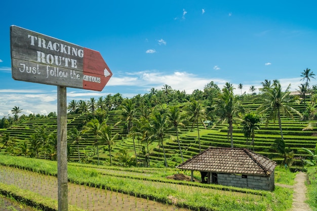 Paesaggio di terrazze di riso Jatiluwih a Bali Indonesia