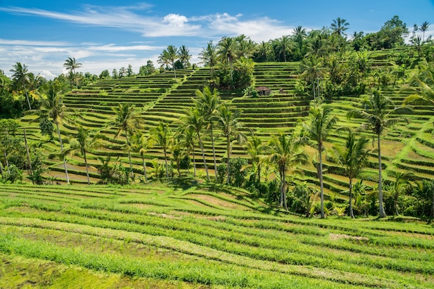 Paesaggio di terrazze di riso Jatiluwih a Bali Indonesia