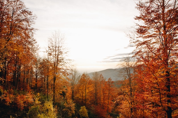 Paesaggio di tramonto di una foresta di autunno nelle montagne con le foglie variopinte e vibranti in Catalogna