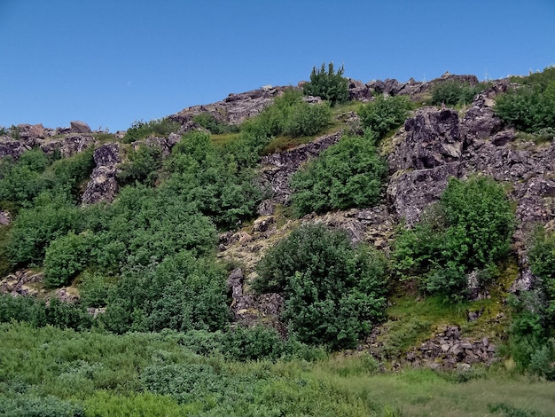 Paesaggio di tundra forestale in estate Taiga della Siberia Yamal