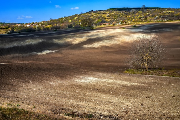 Paesaggio di un albero e di un campo arato pulito sullo sfondo