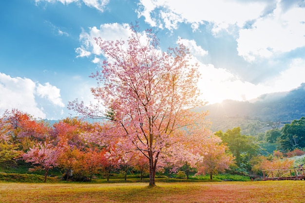 Paesaggio di un bellissimo albero di fiori di ciliegio rosa alla sera, stagione primaverile