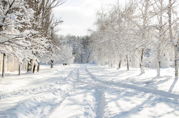 Paesaggio di un bosco innevato