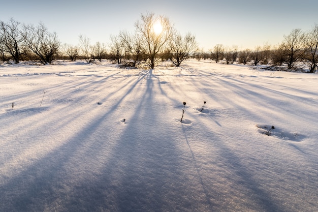 Paesaggio di un campo coperto di alberi spogli e neve sotto la luce del sole