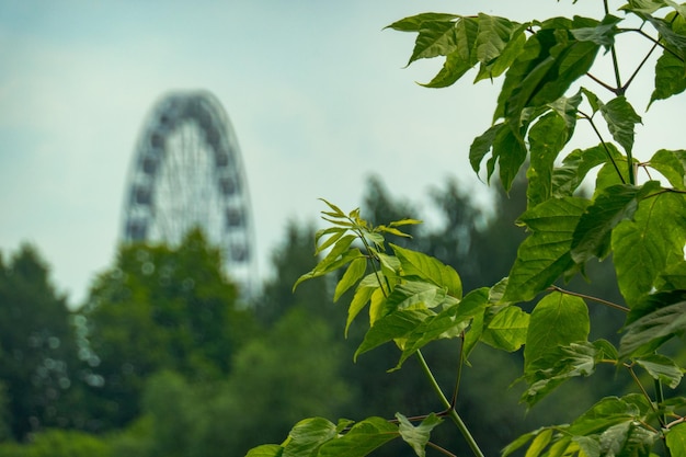 Paesaggio di un parco divertimenti con la parte superiore di una ruota panoramica che mostra sopra le cime degli alberi contro un cielo blu