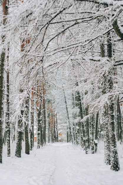 Paesaggio di una foresta di pini innevati in una nevicata