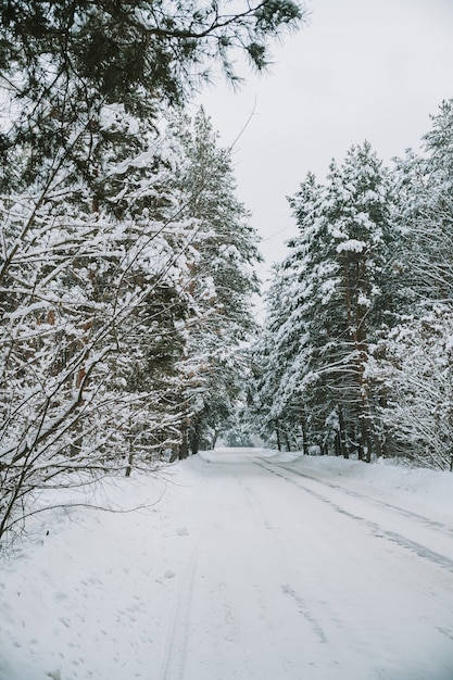 Paesaggio di una foresta di pini innevati in una nevicata