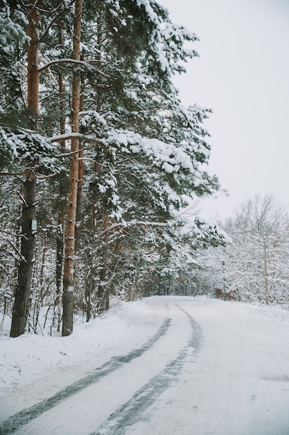 Paesaggio di una foresta di pini innevati in una nevicata