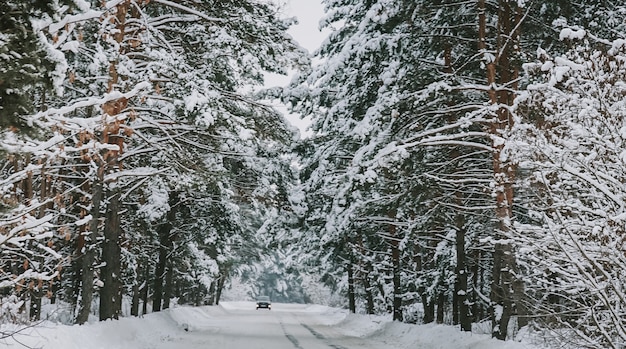 Paesaggio di una foresta di pini innevati in una nevicata