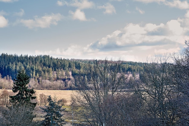 Paesaggio di una lussureggiante foresta verde in estate Foglie selvatiche alberi e piante in un ambiente tranquillo e appartato all'aperto nella natura Un luogo magico per escursioni alla scoperta dell'avventura e dell'esplorazione