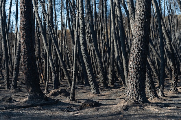 Paesaggio di una pineta dopo un incendio boschivo