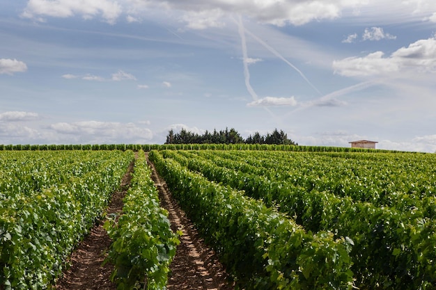 Paesaggio di vigneti nel villaggio di Saint Emilion in Francia