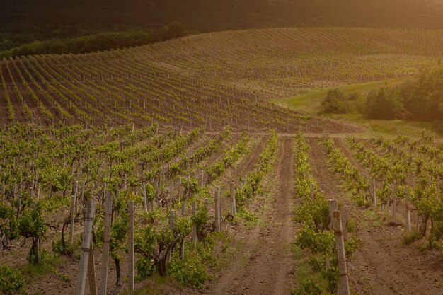 Paesaggio di vigneti primaverili verdi con tempo nuvoloso