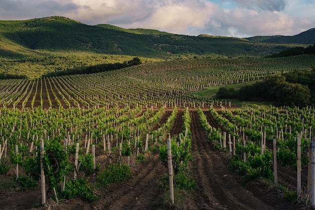 Paesaggio di vigneti primaverili verdi con tempo nuvoloso