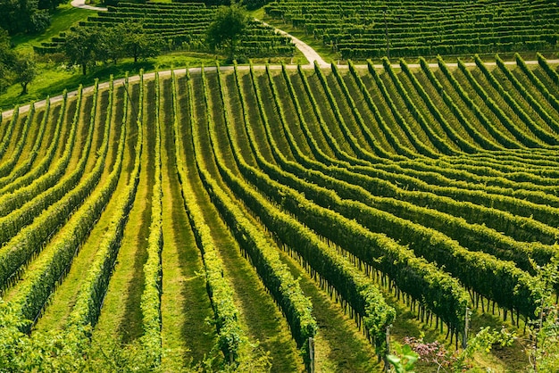 Paesaggio di vigneti sulla strada del vino della Stiria meridionale in Slovenia al confine con l'Austria