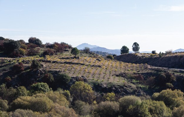 Paesaggio di vigneti tra le montagne. Copia spazio. Messa a fuoco selettiva.