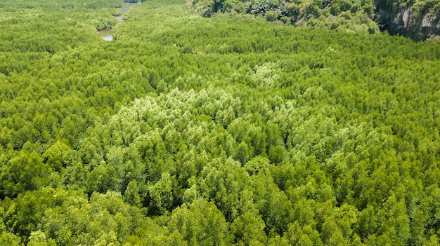 Paesaggio di vista aerea dell&#39;albero o della foresta, Krabi Tailandia